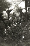 Calla Lilies, black and white photograph, Golden Gate Park, San Francisco, Bill Dietch