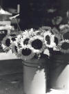 Sunflowers, Fillmore Street, black and white photograph, San Francisco, Bill Dietch